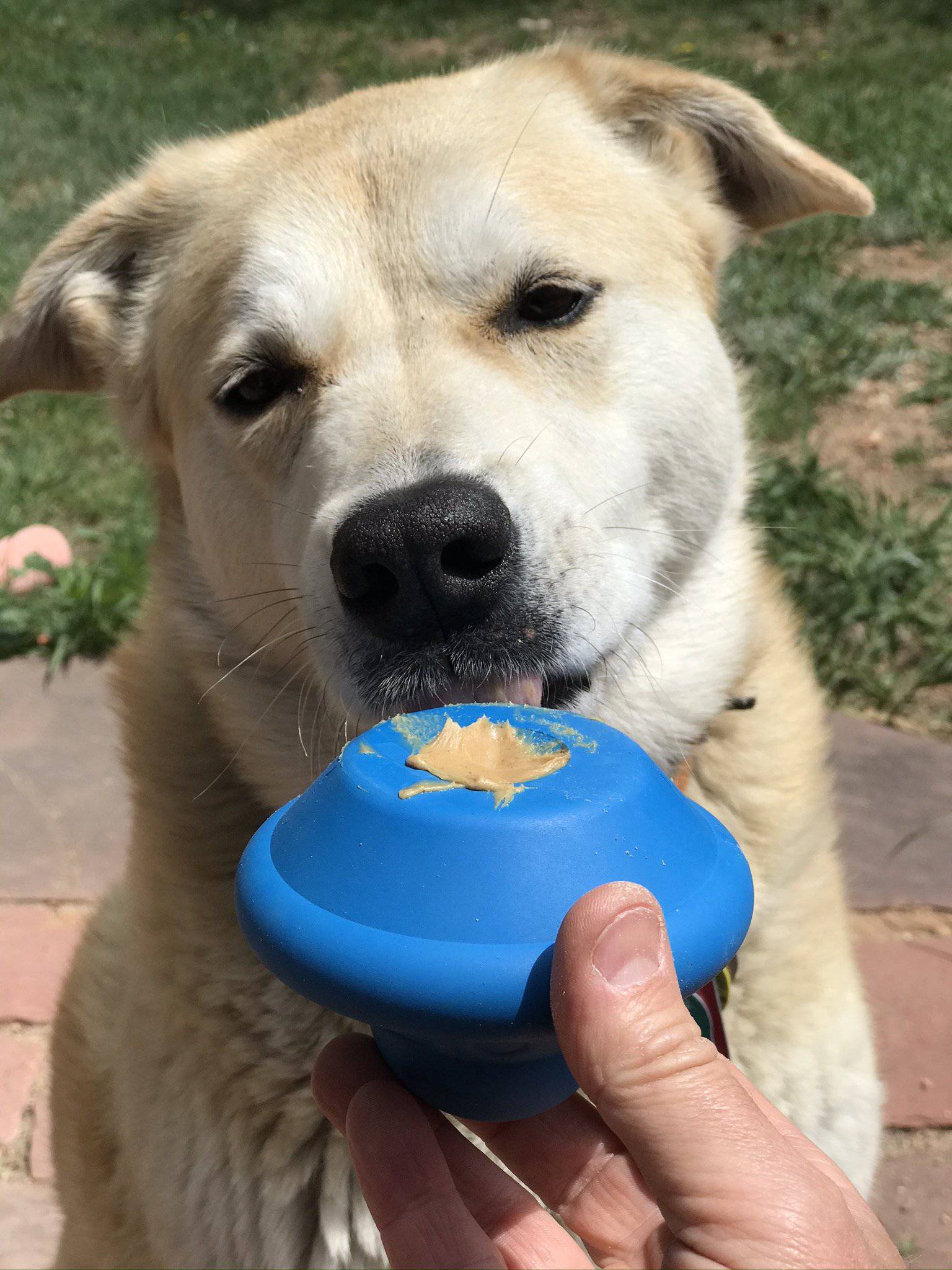 Flying Saucer Dog Toy - Durable UFO Chew Toy & Treat Dispenser | USA Made - Elite Pet Collective
