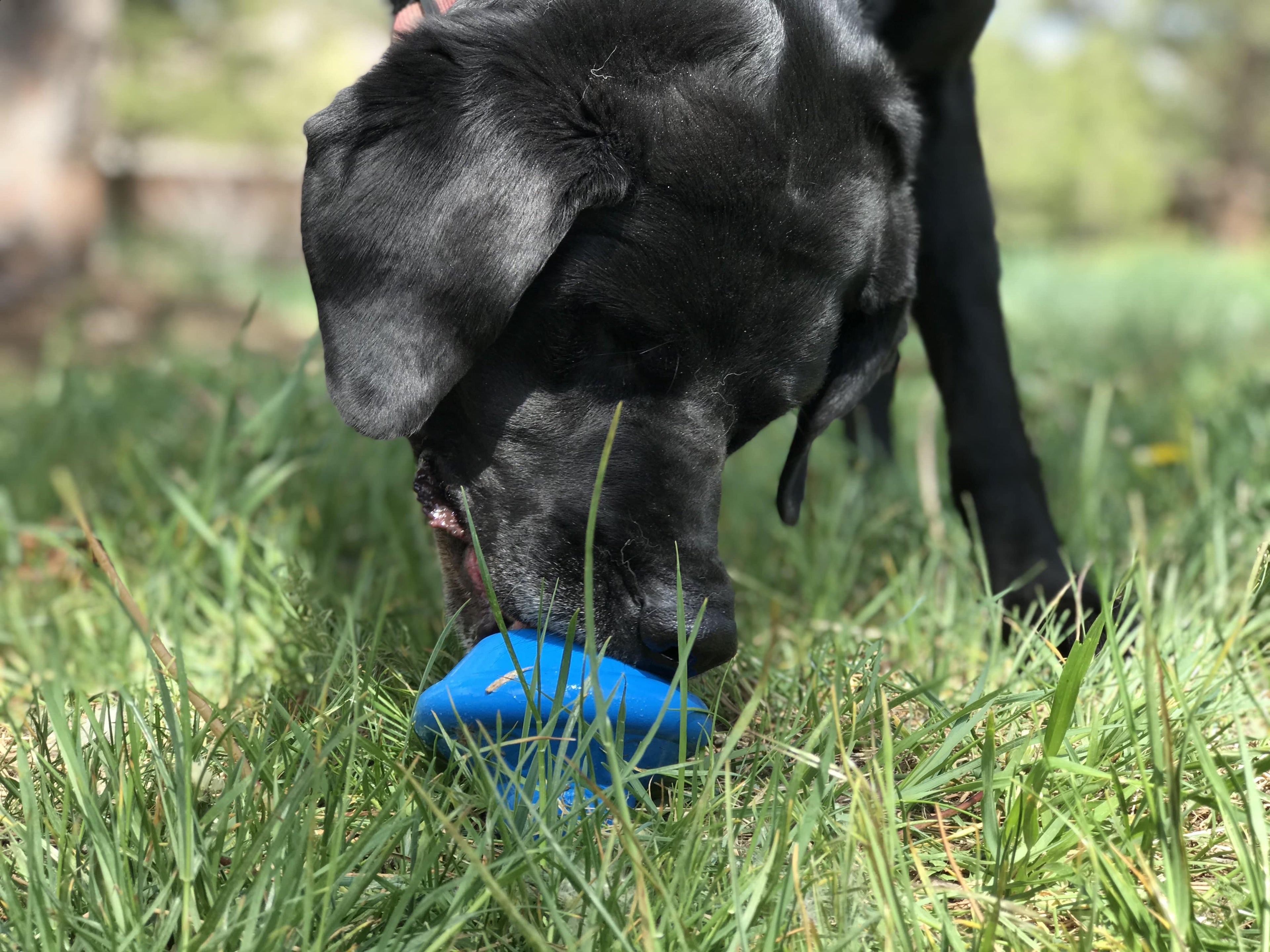 Flying Saucer Dog Toy - Durable UFO Chew Toy & Treat Dispenser | USA Made - Elite Pet Collective