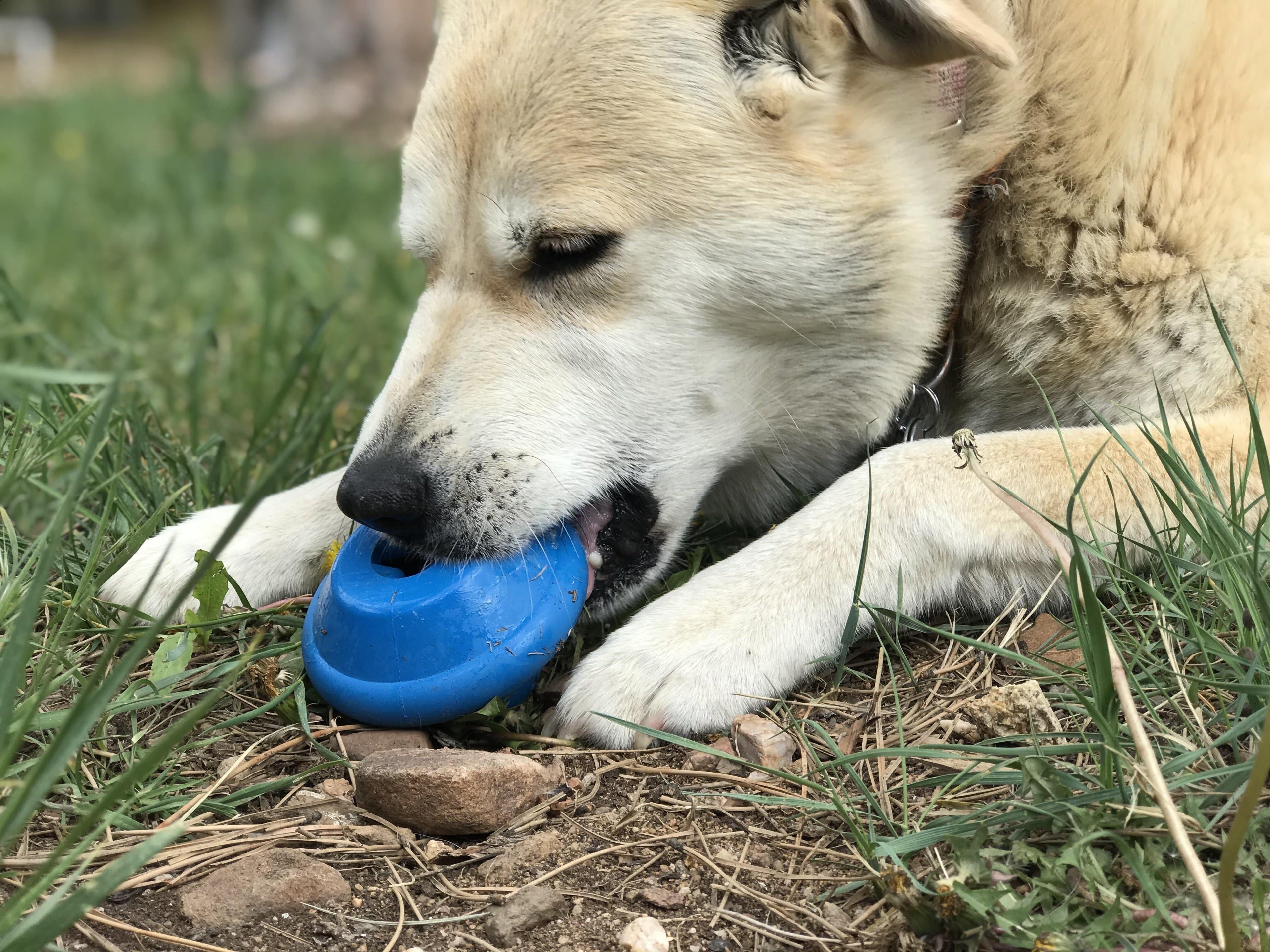 Flying Saucer Dog Toy - Durable UFO Chew Toy & Treat Dispenser | USA Made - Elite Pet Collective