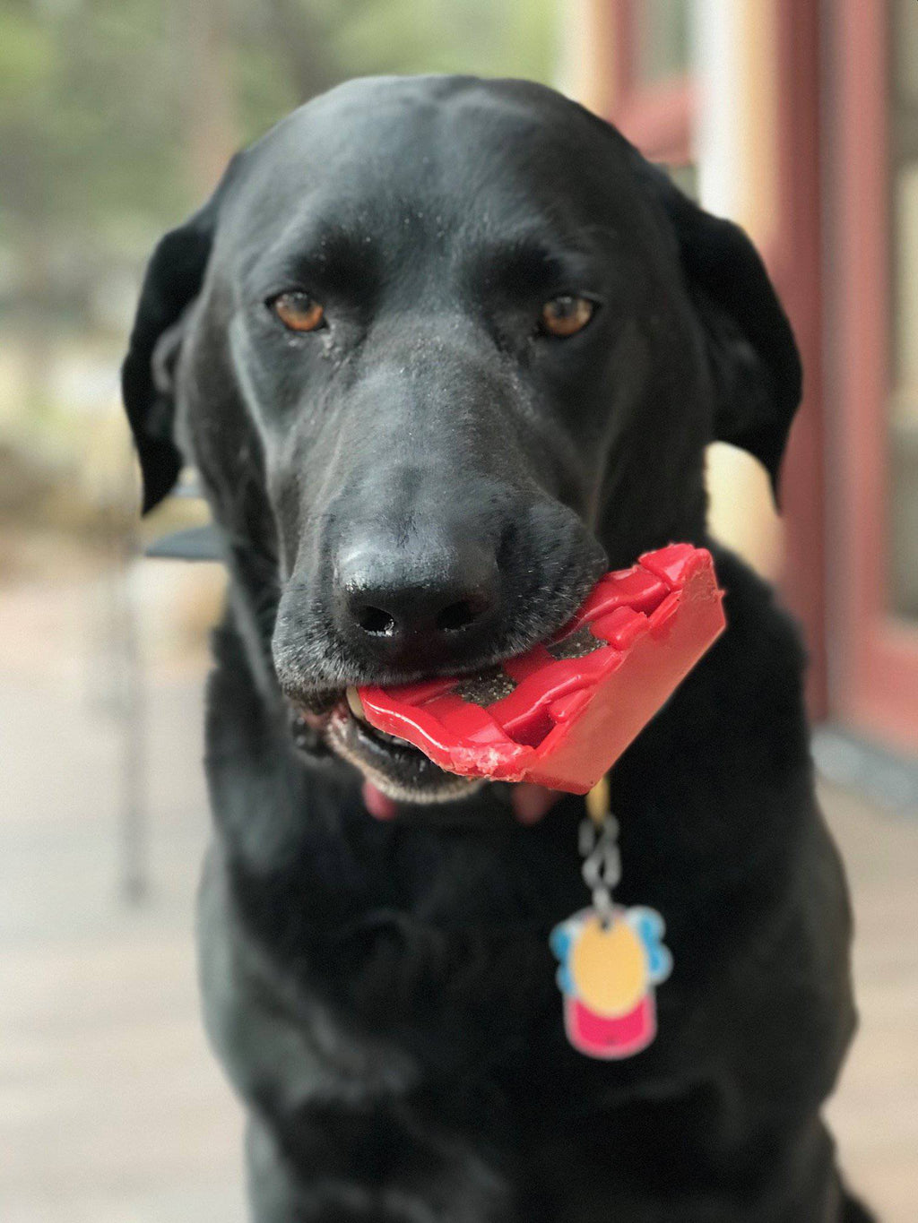 Cherry Pie Nylon Dog Chew Toy for Aggressive Chewers | USA Made | SodaPup - Elite Pet Collective