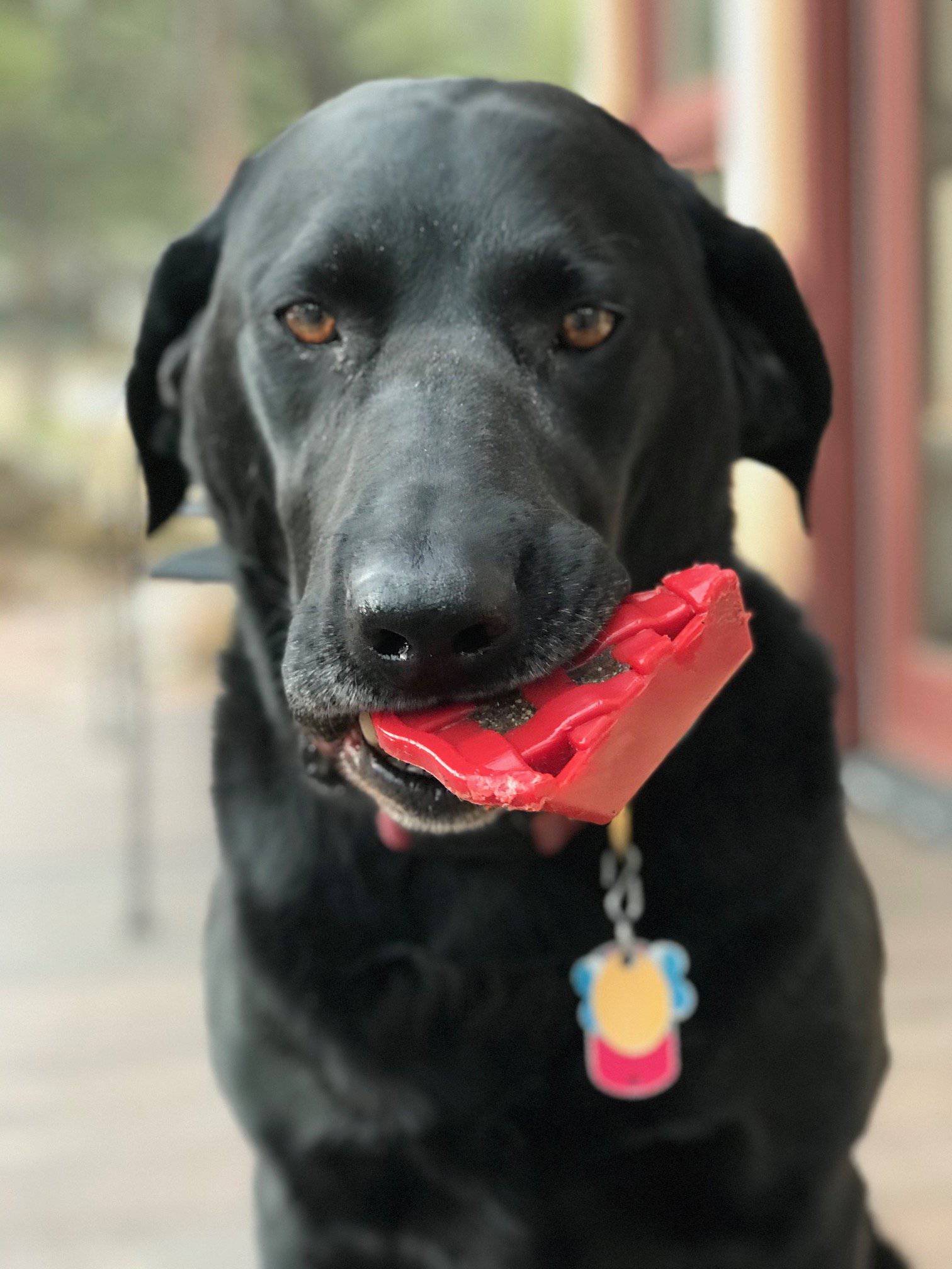 Cherry Pie Nylon Dog Chew Toy for Aggressive Chewers | USA Made | SodaPup - Elite Pet Collective