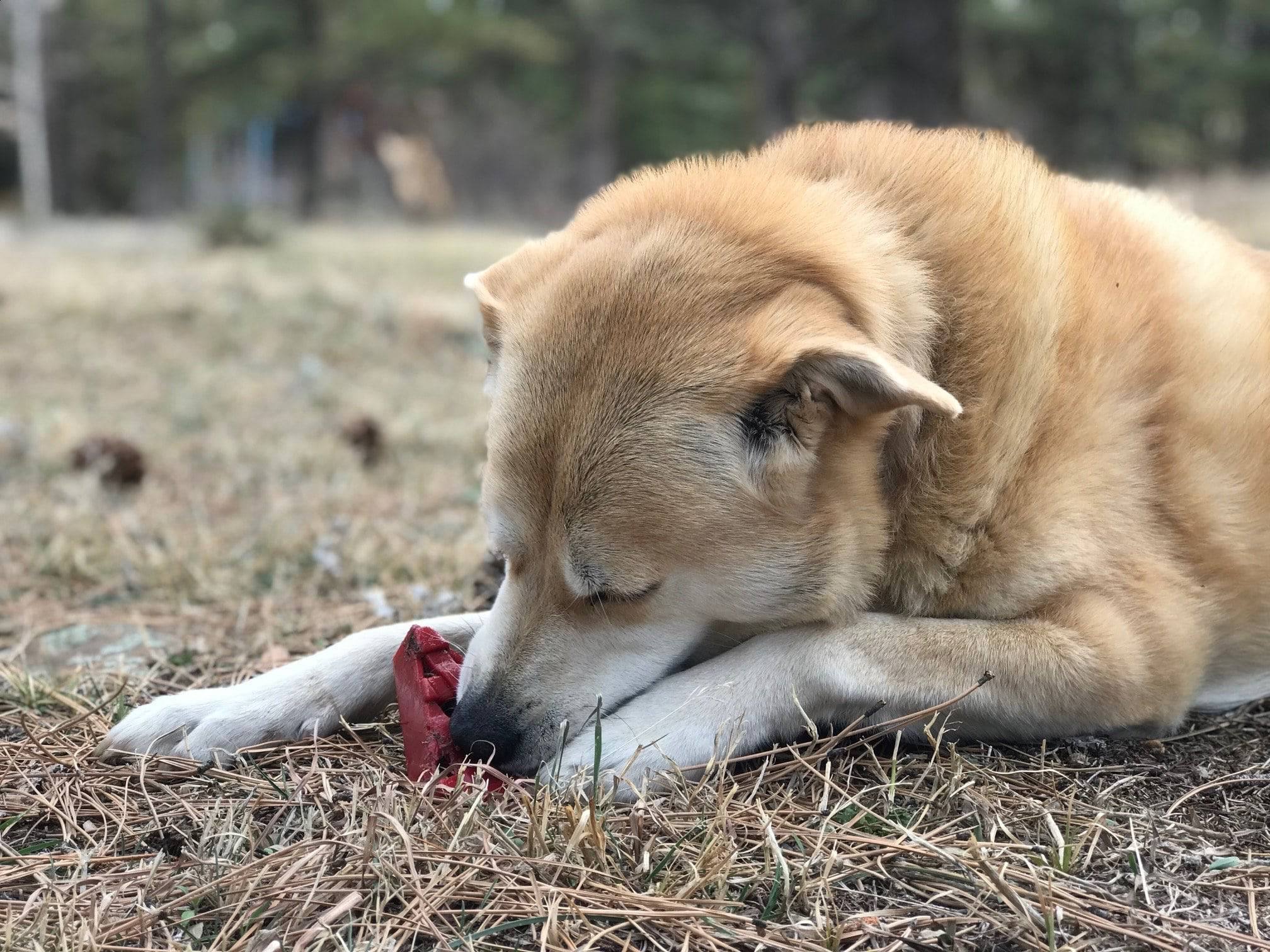 Cherry Pie Nylon Dog Chew Toy for Aggressive Chewers | USA Made | SodaPup - Elite Pet Collective