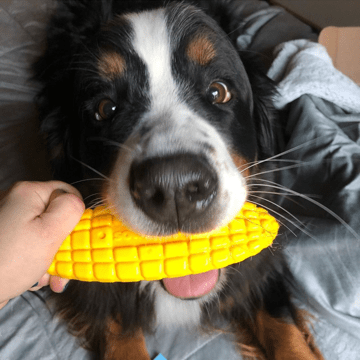 Corn on the Cob Nylon Dog Toy for Aggressive Chewers | USA Made | SodaPup - Elite Pet Collective