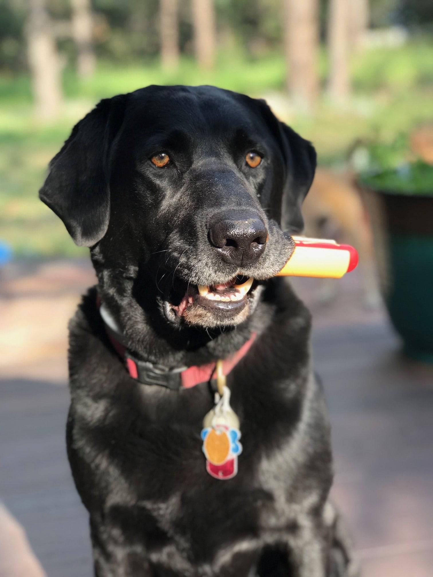 Hot Dog Nylon Dog Toy for Aggressive Chewers | USA Made | SodaPup - Elite Pet Collective
