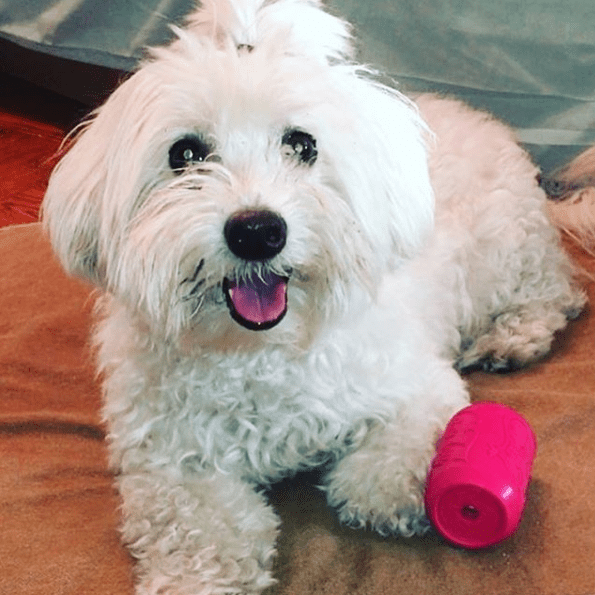Puppy Can Toy Rubber Chew Toy for Teething Puppies | Treat Dispenser | USA Made - Elite Pet Collective