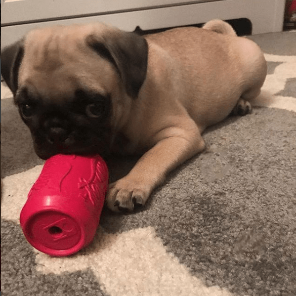 Puppy Can Toy Rubber Chew Toy for Teething Puppies | Treat Dispenser | USA Made - Elite Pet Collective