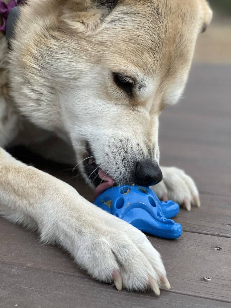 Starfish Nylon Dog Chew Toy for Aggressive Chewers | USA Made | SodaPup - Elite Pet Collective