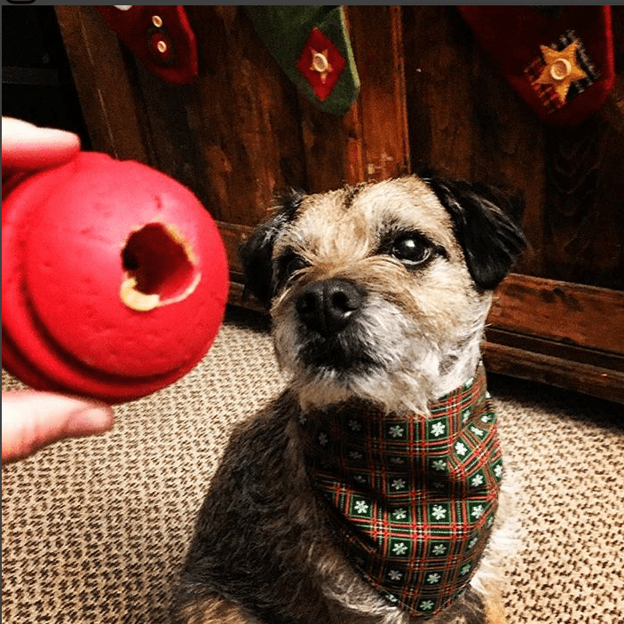 USA-K9 Stars and Stripes Rubber Dog Toy | K9 Handler Reward Toy | Red | USA Made - Elite Pet Collective