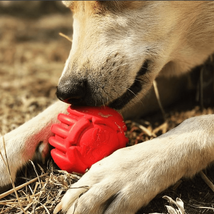 USA-K9 Stars and Stripes Rubber Dog Toy | K9 Handler Reward Toy | Red | USA Made - Elite Pet Collective