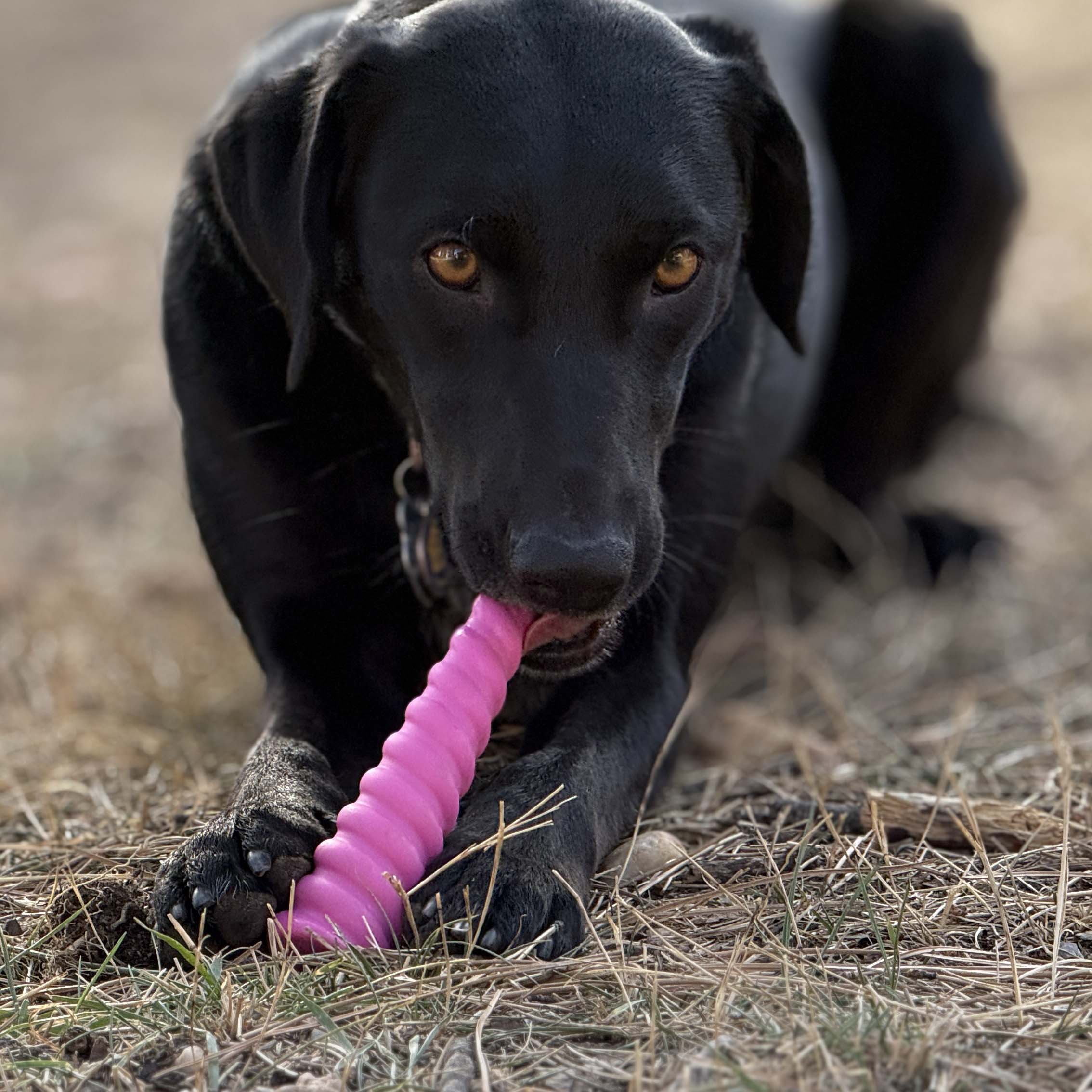 Unicorn Horn Nylon Dog Chew Toy | Durable for Aggressive Chewers | SodaPup - Elite Pet Collective