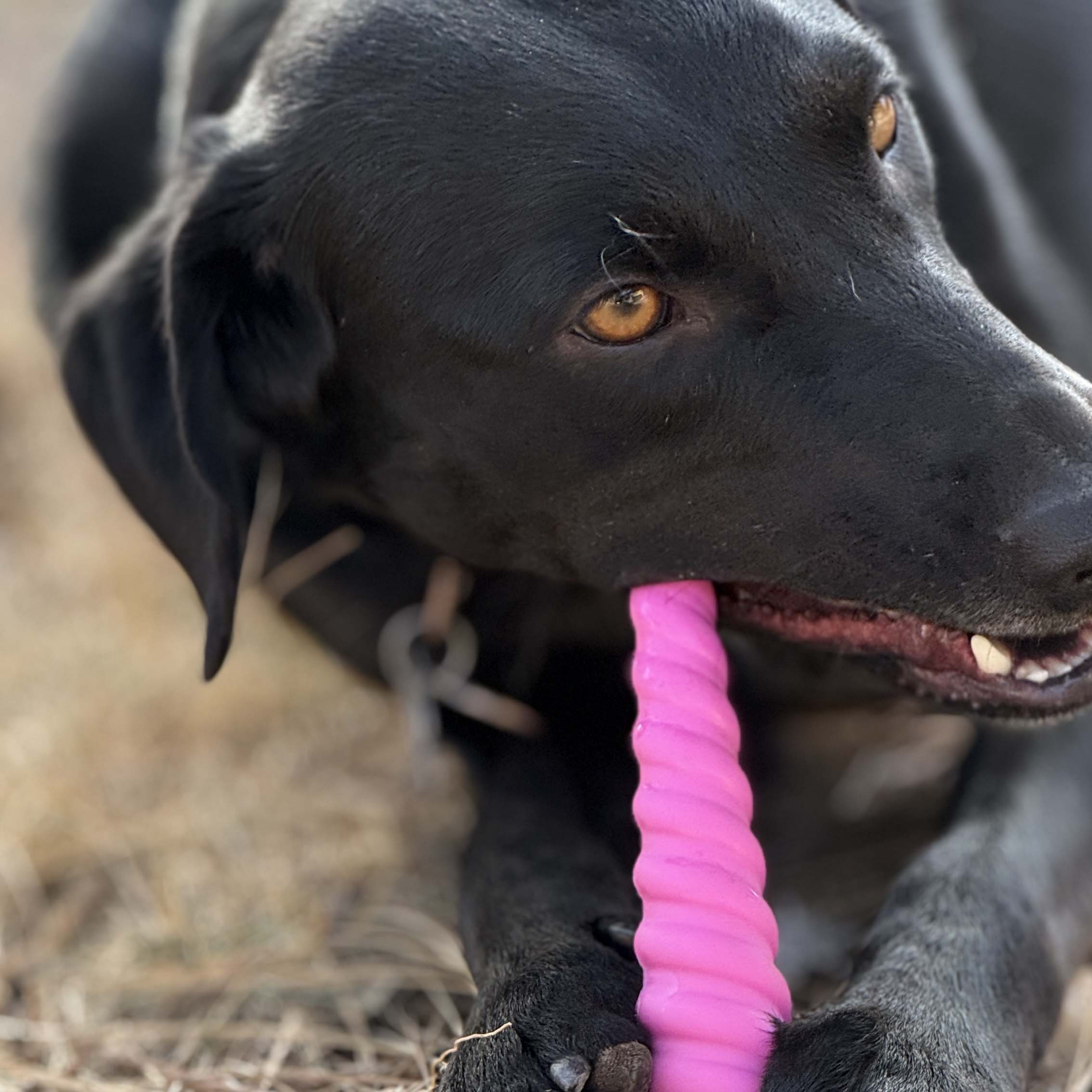 Unicorn Horn Nylon Dog Chew Toy | Durable for Aggressive Chewers | SodaPup - Elite Pet Collective