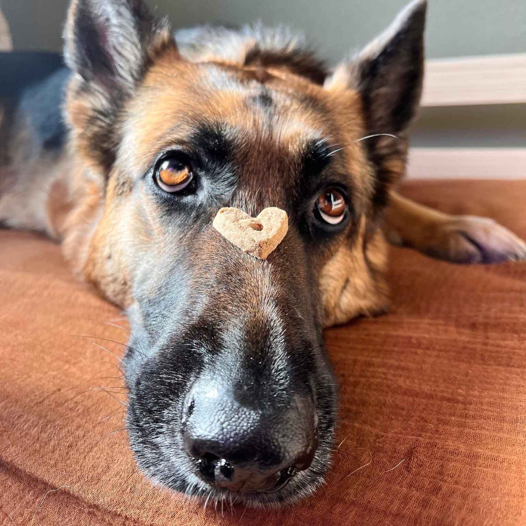 Wonder Bark Everyday All Natural Grain-Free Dog Treats - Elite Pet Collective